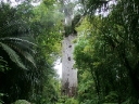 whangarei (56)